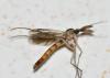 Keroplatus testaceus